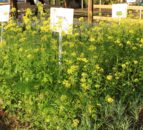 Recent study confirms best way to destroy cover crops