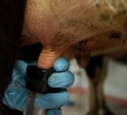 Milking routine: Are there areas to improve on?