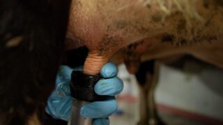 Milking routine: Are there areas to improve on?