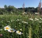 New study shows 'creepy crawlies' benefit crops