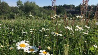 New study shows ‘creepy crawlies’ benefit crops