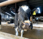 BVD positives at lowest rate in Northern Ireland