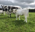 Strong demand for Speckle Park females at Ballymena Mart