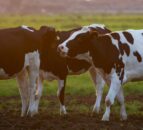 NI vets say proposed cut to bovine TB compensation ‘unfair’