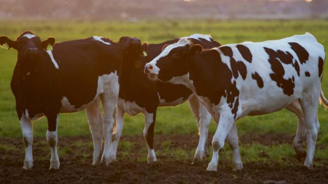 Muir welcomes funding of £4m for cross-border TB research