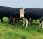 AHDB 'disappointed' over missing evidence in bovine TB documentary