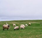 Number of dog attacks on livestock in Northern Ireland doubles