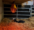 Dairy advice: Identifying sick calves this spring