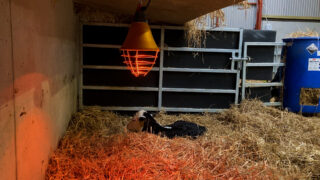 Dairy advice: Identifying sick calves this spring