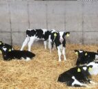 Preventing abomasal bloat in young calves