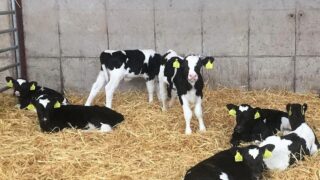 Preventing abomasal bloat in young calves