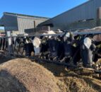 Focus on silage quality for better milk margins – dairy expert