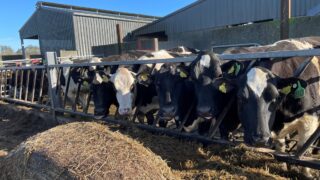 Focus on silage quality for better milk margins – dairy expert