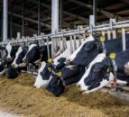 GDT price index average down by 24% in 2023