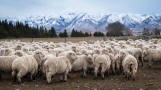 Agri sector among highest with expat employment rate