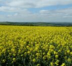 AHDB welcomes 8 new cereals and oilseeds Monitor Farms