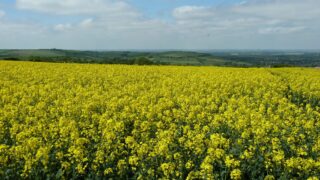 Study: Companion plants can reduce pest damage in OSR
