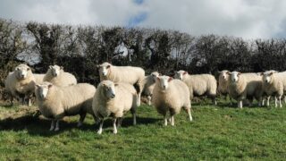 NSA warns farmers as bluetongue cases set to increase
