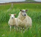 Cumbrian farm to host 2025 NSA North Sheep event
