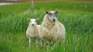 Stolen livestock could be for ‘illegal sale of meat on the black market’