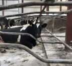 Keeping cell counts under control during early lactation