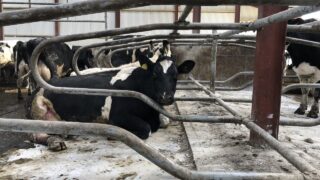 Keeping cell counts under control during early lactation