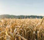 Arable production may fall by 4 million tonnes this year due to weather