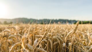 Arable production may fall by 4 million tonnes this year due to weather