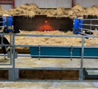 Dairy advice: Treating a calf with scour
