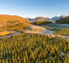 UK commercial forestry values look set to grow in 2024