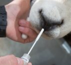 Texel Sheep Society to introduce routine genomic evaluations