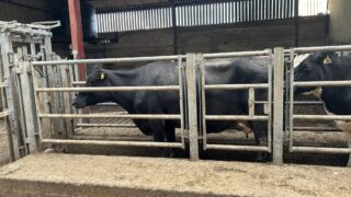 Johne’s disease: What is it and what are the signs?