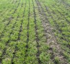 Is it time to prepare silage ground for the first cut?