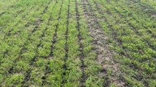 Is it time to prepare silage ground for the first cut?