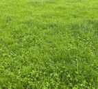 Identifying paddocks suitable for clover establishment