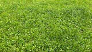 Identifying paddocks suitable for clover establishment