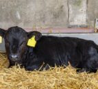 Northern Ireland farmers urged not to buy ‘UK’ ear tags