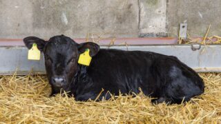 Northern Ireland farmers urged not to buy ‘UK’ ear tags