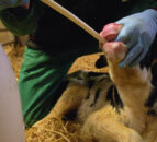 Dairy advice: Collecting, storing and reheating colostrum