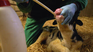 Dairy advice: Collecting, storing and reheating colostrum