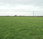 Little winter crop sown on farms – CAFRE