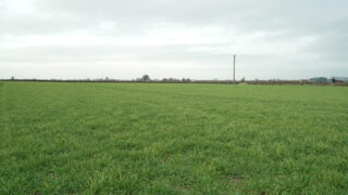 Little winter crop sown on farms – CAFRE