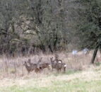 Culling pregnant deer could represent a ‘mental health issue’ – Scottish group