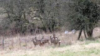Culling pregnant deer could represent a ‘mental health issue’ – Scottish group