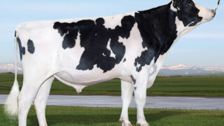 Demand for dairy semen remains strong in Northern Ireland