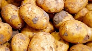 ‘Access to quality land is diminishing’ – GB Potatoes chair
