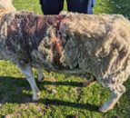 Rotherham man banned from keeping livestock after ewe found covered in maggots