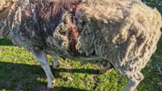 Rotherham man banned from keeping livestock after ewe found covered in maggots