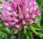 Weed control crucial in managing red clover swards – AFBI