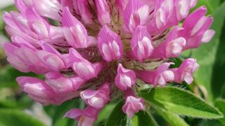 Weed control crucial in managing red clover swards – AFBI
